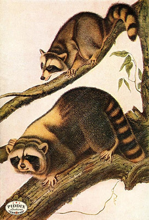 PDXC19444 -- Small Furry Animals Color Illustration