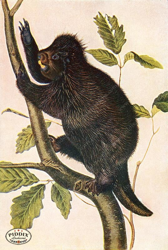 PDXC19445 -- Small Furry Animals Color Illustration