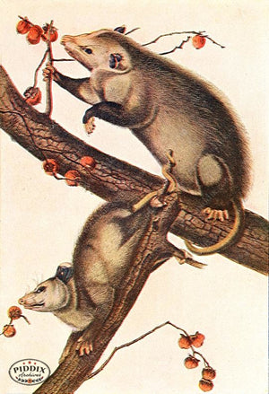 PDXC19446 -- Small Furry Animals Color Illustration