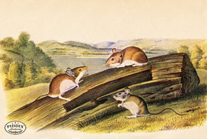 PDXC19447 -- Small Furry Animals Color Illustration