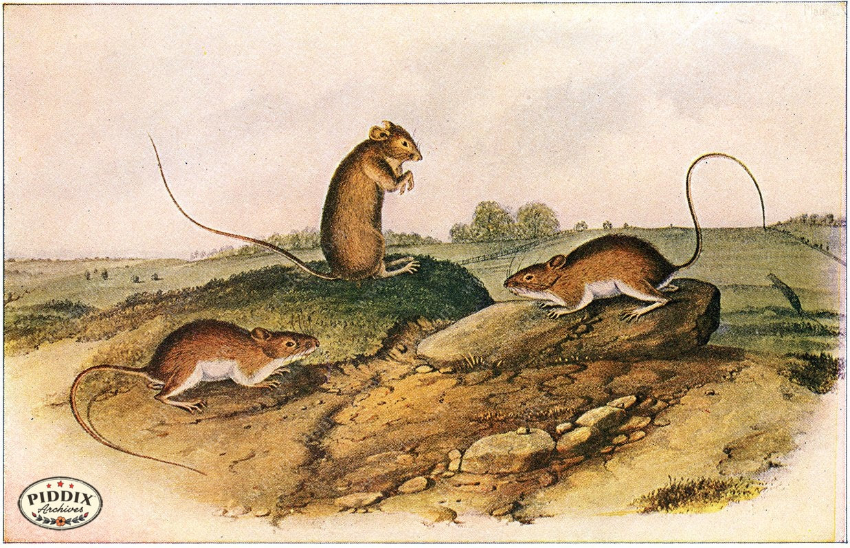 PDXC19448 -- Small Furry Animals Color Illustration