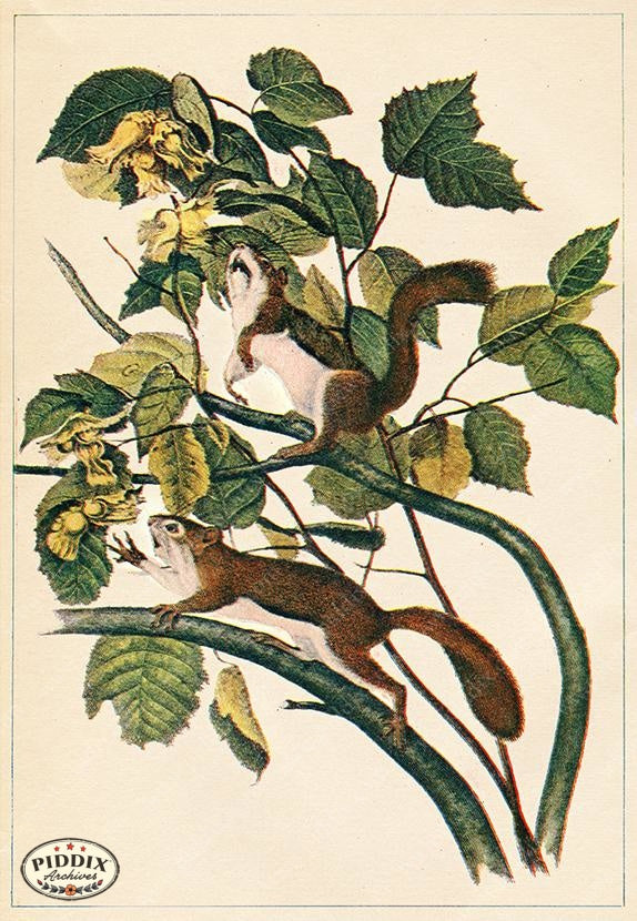 PDXC19449 -- Small Furry Animals Color Illustration