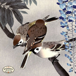 Pdxc19601 -- Birds And Wisteria