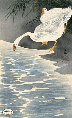 pdxc19647-japanese-geese-and-