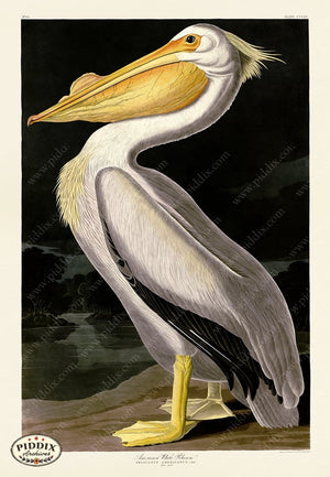 Pdxc19867 -- Audubon American White Pelican Color Illustration