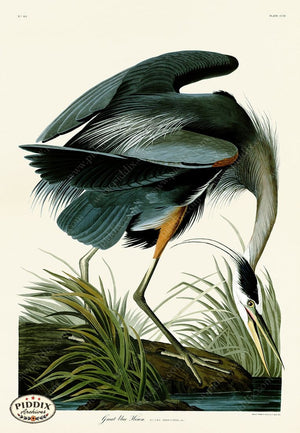 Pdxc19868 -- Audubon Great Blue Heron Color Illustration