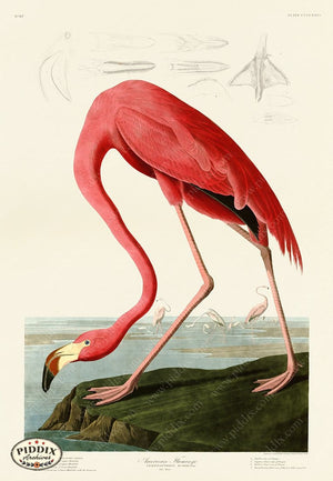 Pdxc19869 -- Audubon Flamingo Color Illustration