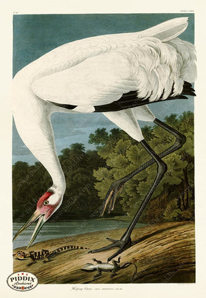 Pdxc19870 -- Audubon Crane Color Illustration