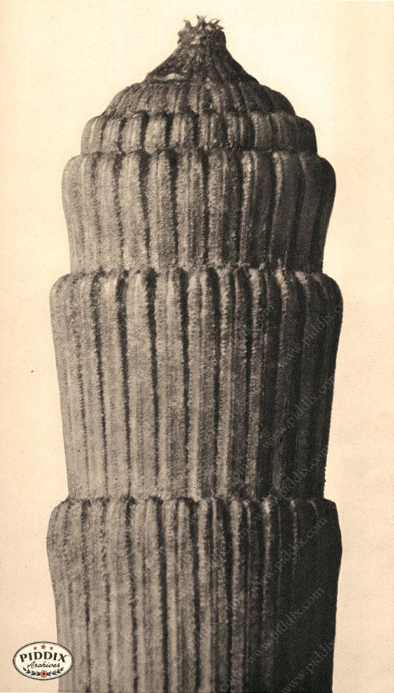 Pdxc20166 -- Macro Sepia Plant Color Illustration