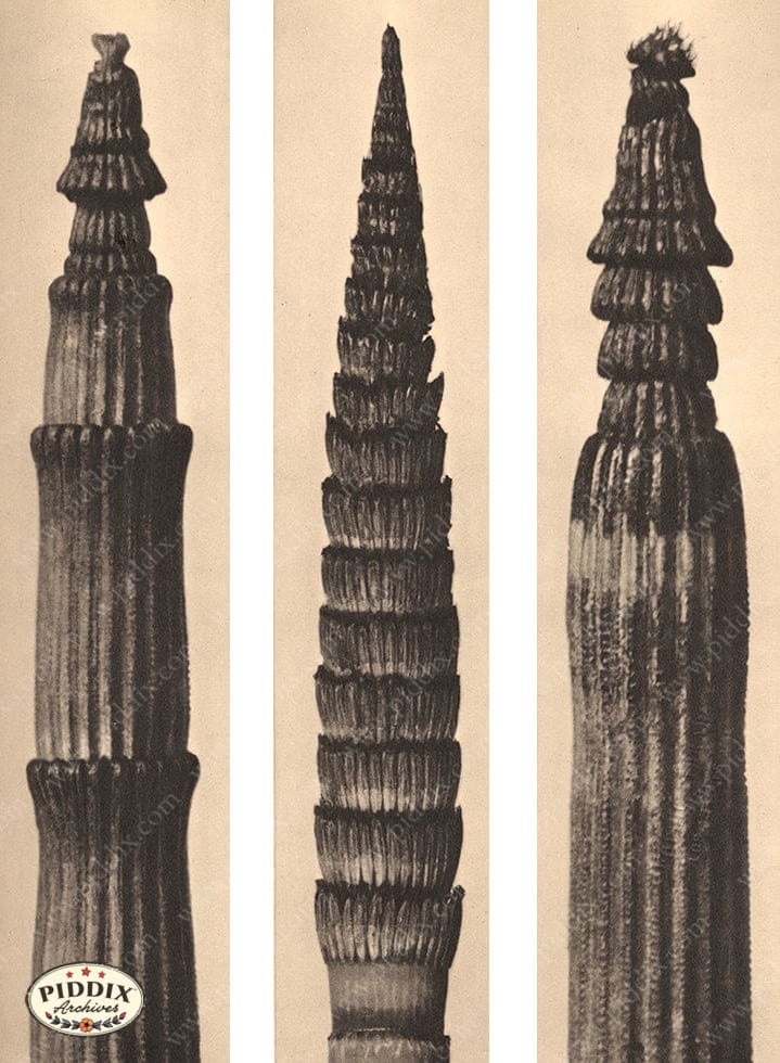 Pdxc20167 -- Macro Sepia Plant Trio Color Illustration