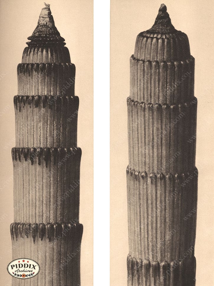 Pdxc20168 -- Macro Sepia Plant Duo Color Illustration