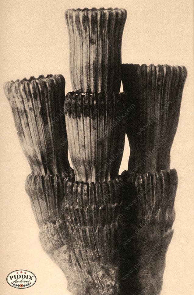 Pdxc20170 -- Macro Sepia Plant Cluster Color Illustration