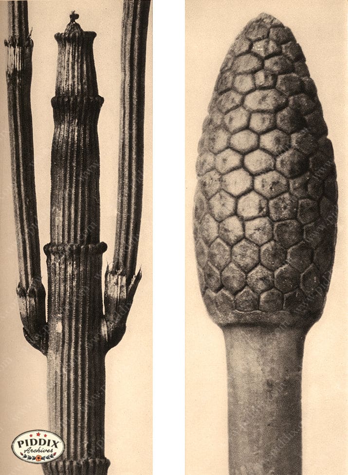 Pdxc20171 -- Macro Sepia Plant Stalks Color Illustration