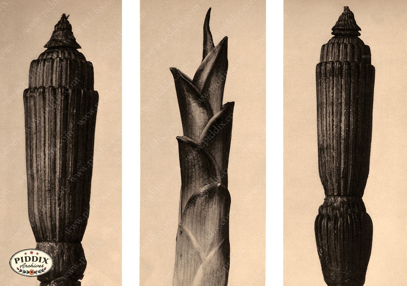 Pdxc20172 -- Macro Sepia Plant Stalks Trio Color Illustration