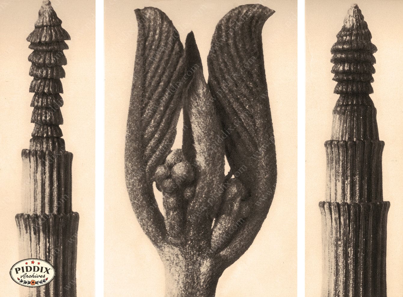 Pdxc20173 -- Macro Sepia Plant Stalks Leaf Color Illustration