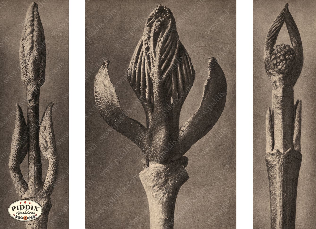 Pdxc20174 -- Macro Leaves Opening Color Illustration