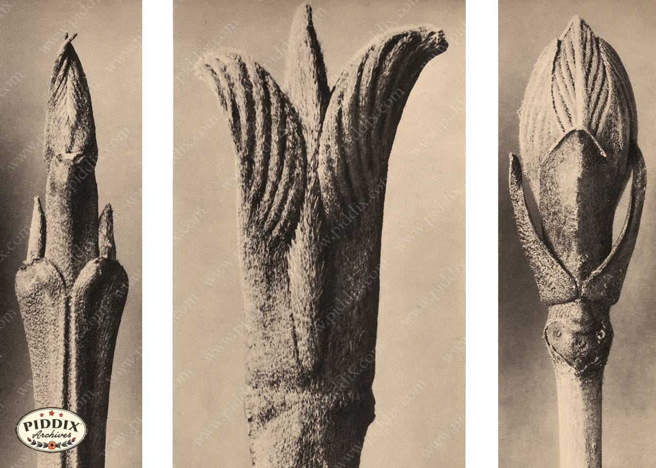 Pdxc20175 -- Macro Leaf Buds Color Illustration