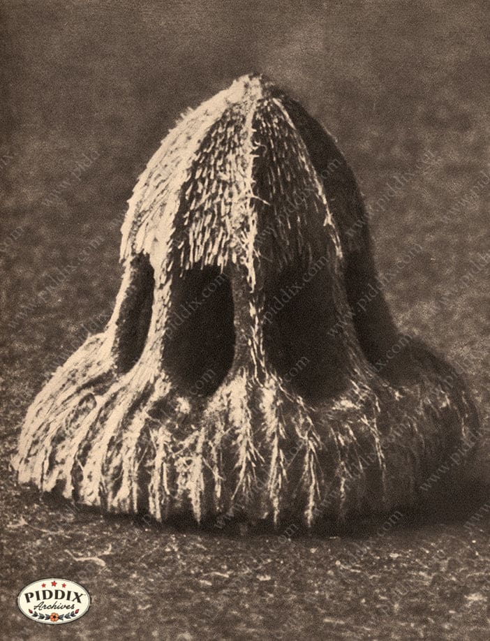 Pdxc20176 -- Macro Sepia Plant Color Illustration