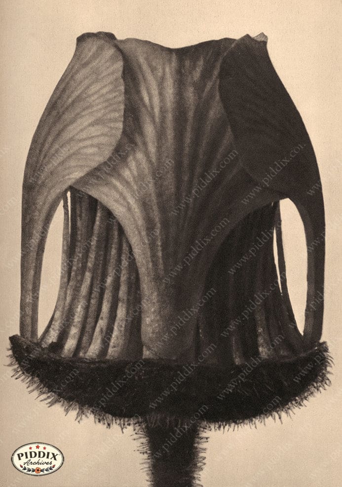 Pdxc20177 -- Macro Sepia Flower Bud Color Illustration