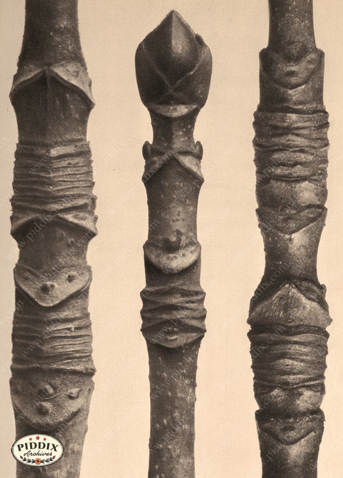 Pdxc20179 -- Macro Sepia Tree Twig Trio Color Illustration