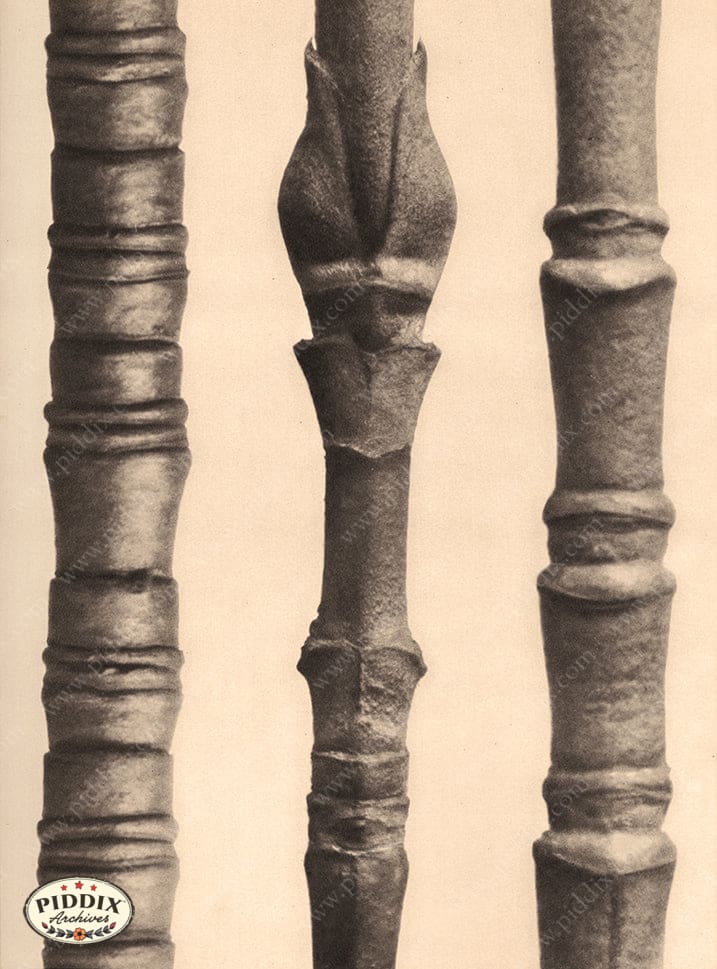 Pdxc20180 -- Macro Sepia Tree Twig Three Color Illustration