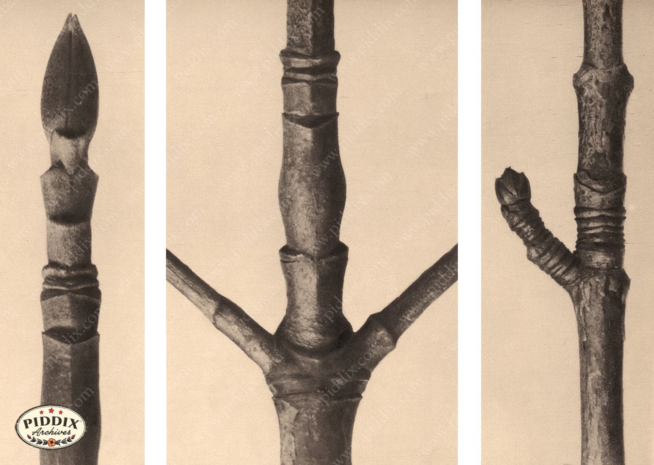 Pdxc20181 -- Macro Sepia Tree Twig Branch Color Illustration