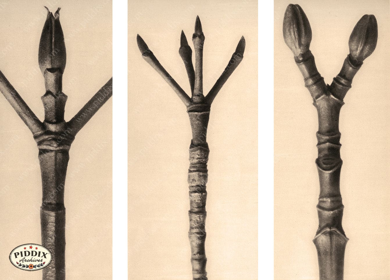 Pdxc20182 -- Macro Sepia Tree Buds Color Illustration