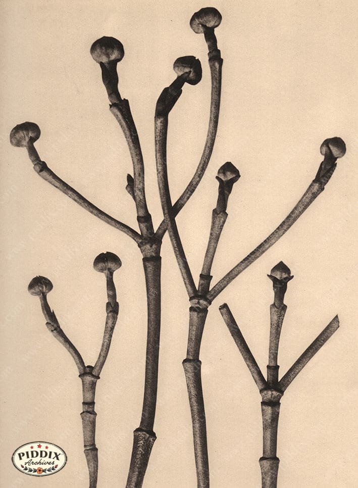 Pdxc20183 -- Macro Sepia Tree Branch Buds Color Illustration