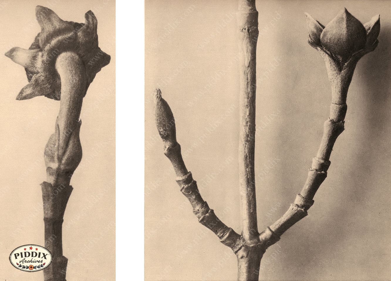 Pdxc20185 -- Macro Sepia Tree Bud Color Illustration