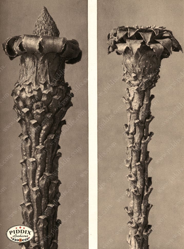 Pdxc20186 -- Macro Sepia Tree Bud Color Illustration