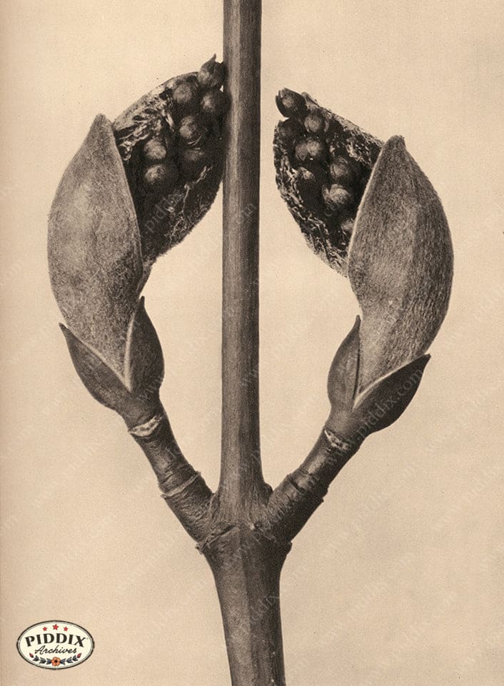 Pdxc20187 -- Macro Sepia Tree Bud Opening Color Illustration