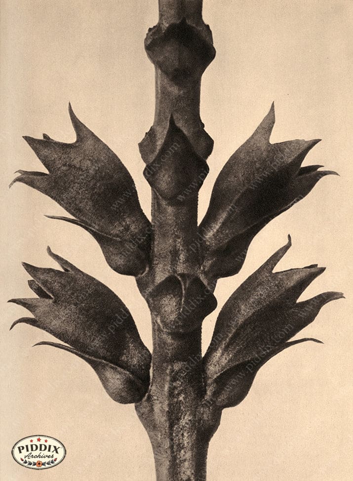 Pdxc20189 -- Macro Sepia Tree Branch Color Illustration