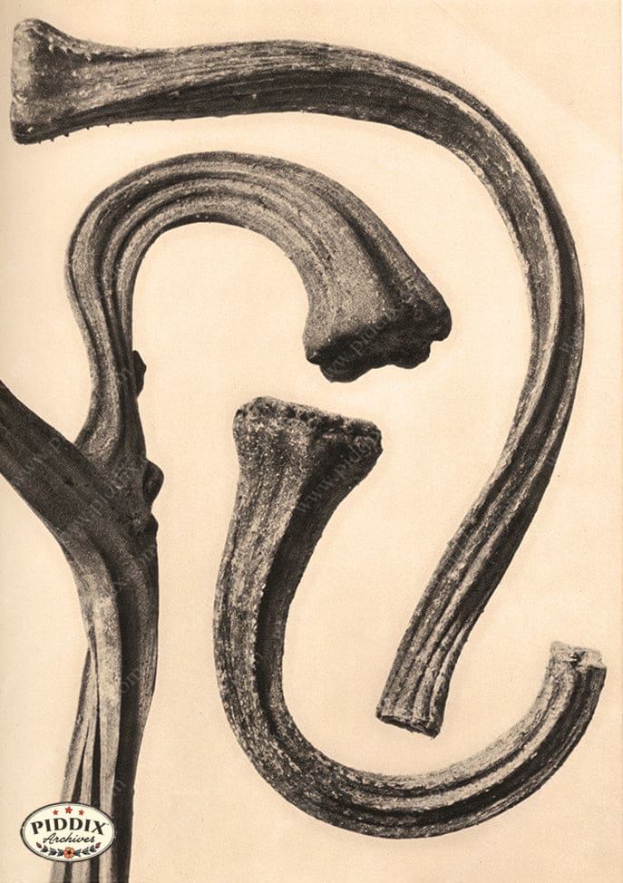 Pdxc20191 -- Macro Sepia Plant Color Illustration