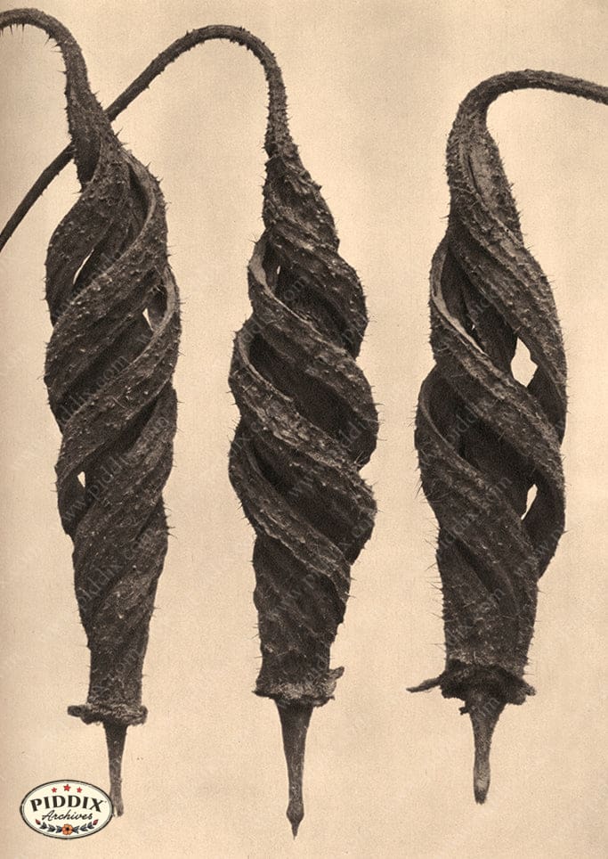 Pdxc20192 -- Macro Sepia Plant Spiral Color Illustration