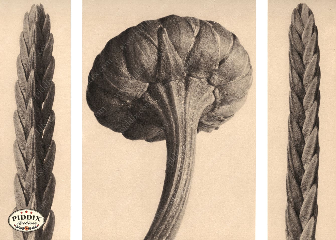 Pdxc20193 -- Macro Sepia Flower Bud Color Illustration