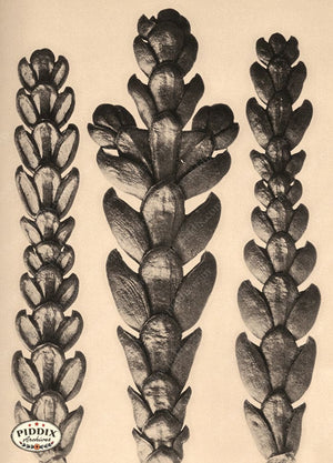 Pdxc20194 -- Macro Sepia Plants Color Illustration