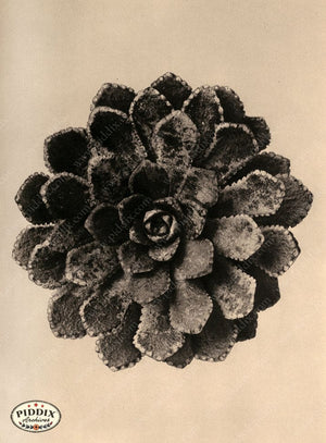 Pdxc20195 -- Macro Sepia Flower Color Illustration