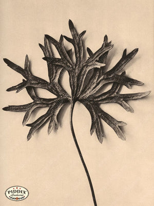 Pdxc20196 -- Macro Sepia Leaf Color Illustration