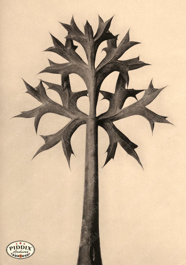 Pdxc20197 -- Macro Sepia Leaf Color Illustration