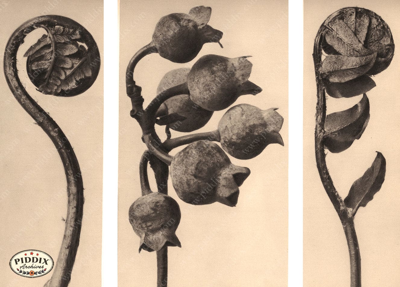 Pdxc20198 -- Macro Sepia Closed Buds Leaves Color Illustration
