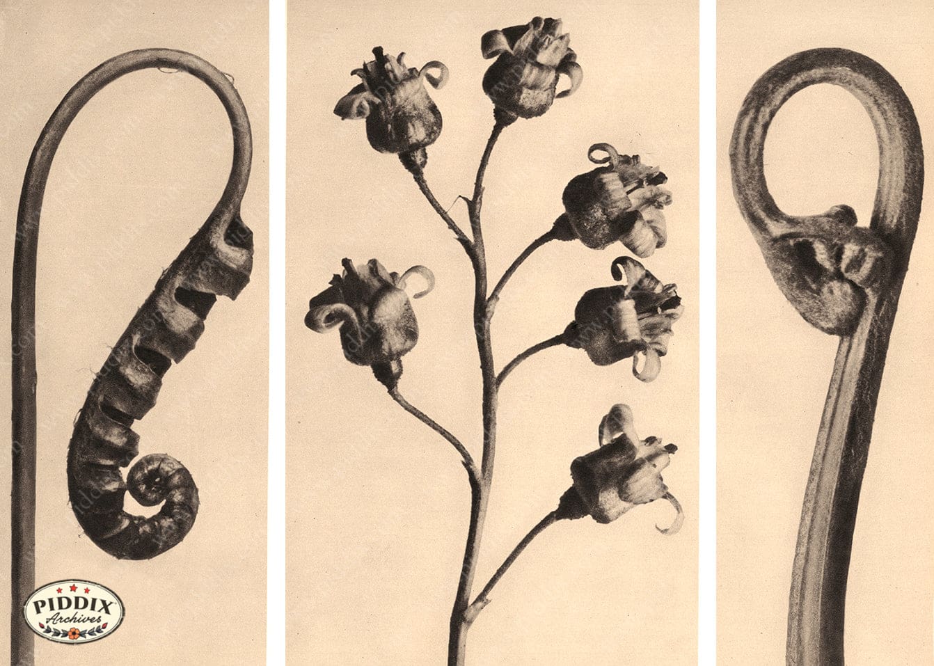 Pdxc20199 -- Macro Sepia Closed Flowers Leaves Color Illustration