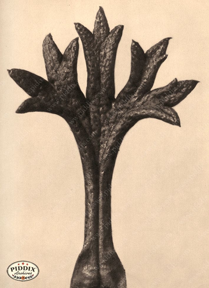 Pdxc20200 -- Macro Sepia Closed Leaf Color Illustration