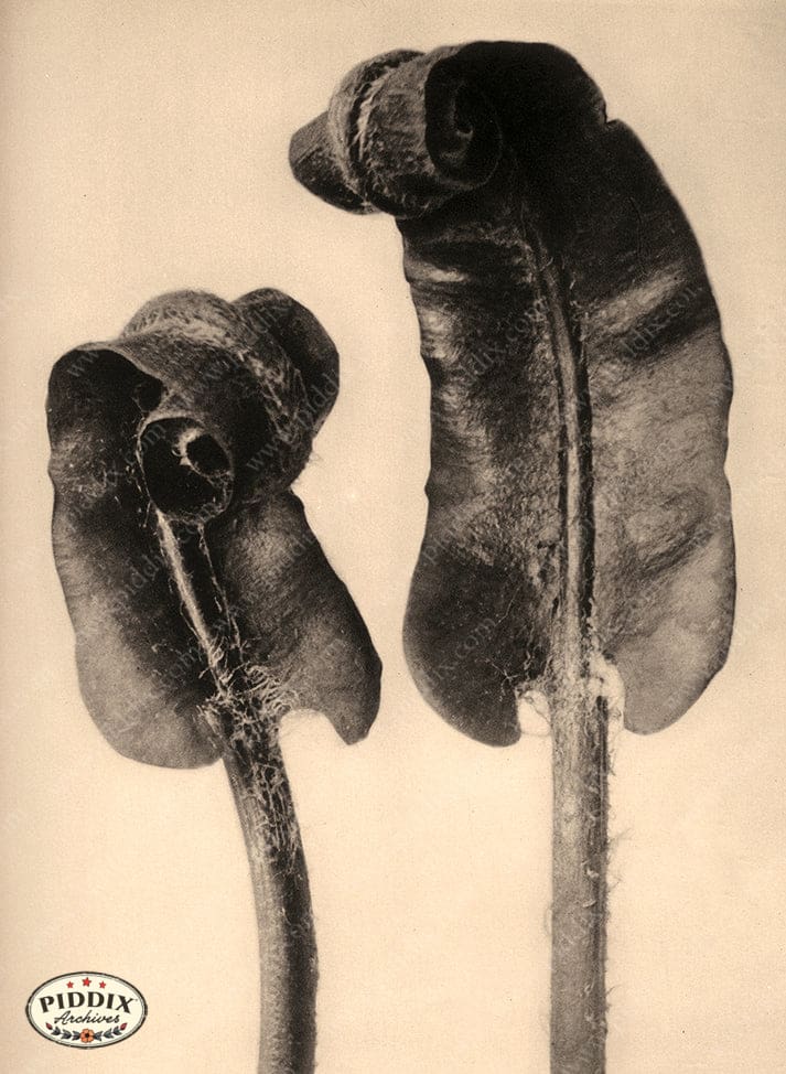 Pdxc20201 -- Macro Sepia Leaves Opening Color Illustration