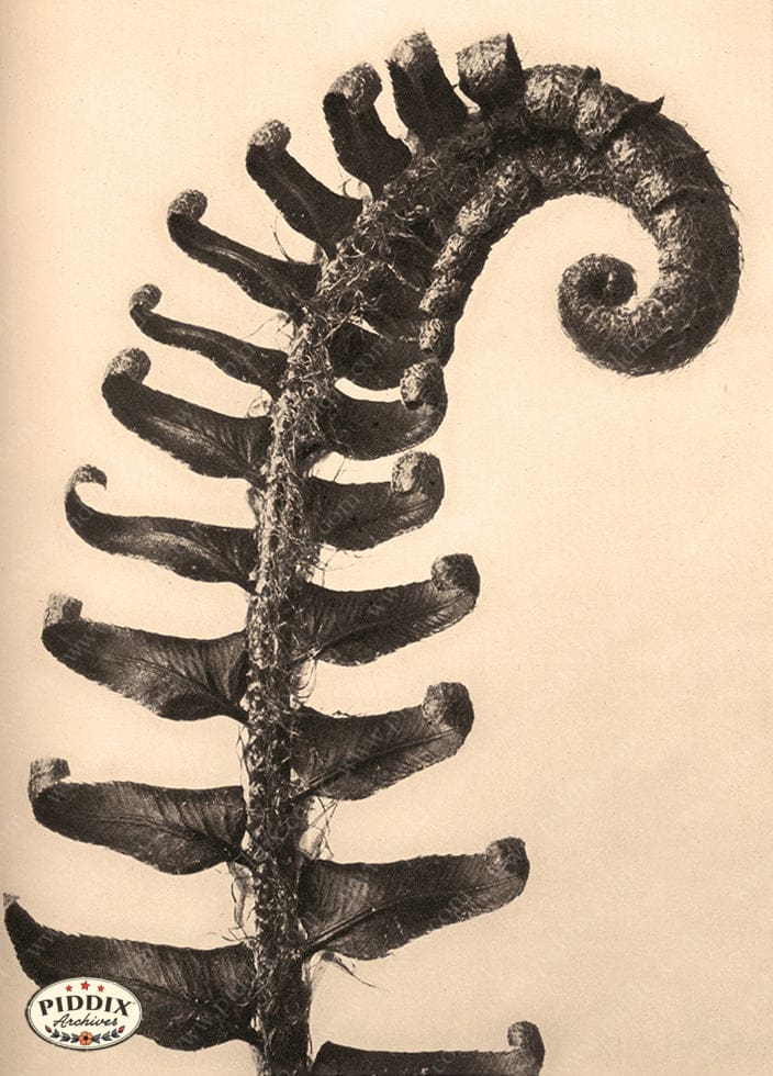 Pdxc20203 -- Sepia Fern Color Illustration