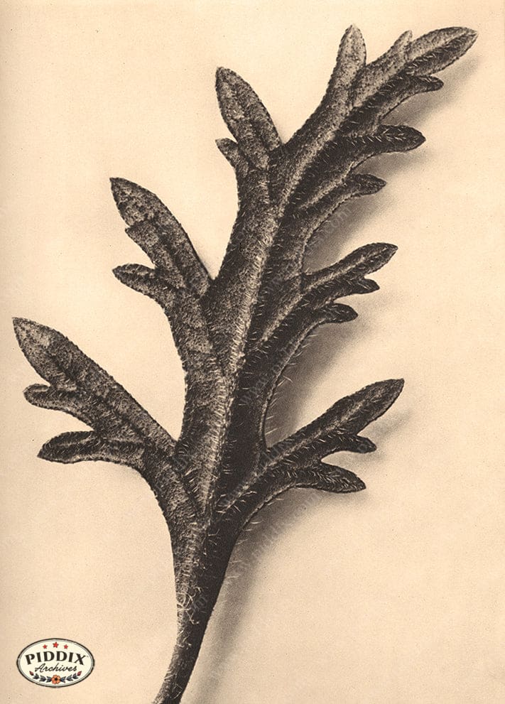 Pdxc20204 -- Macro Sepia Leaf Color Illustration