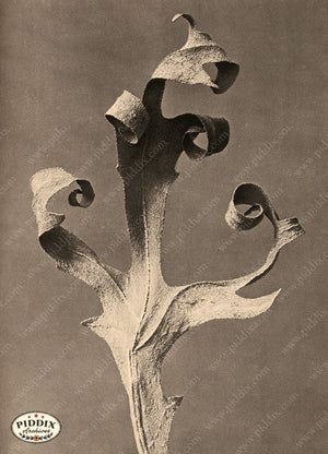 Pdxc20205 -- Macro Sepia Curling Leaf Color Illustration