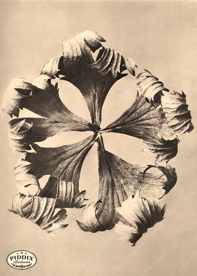 Pdxc20206 -- Macro Sepia Leaf Curl Color Illustration