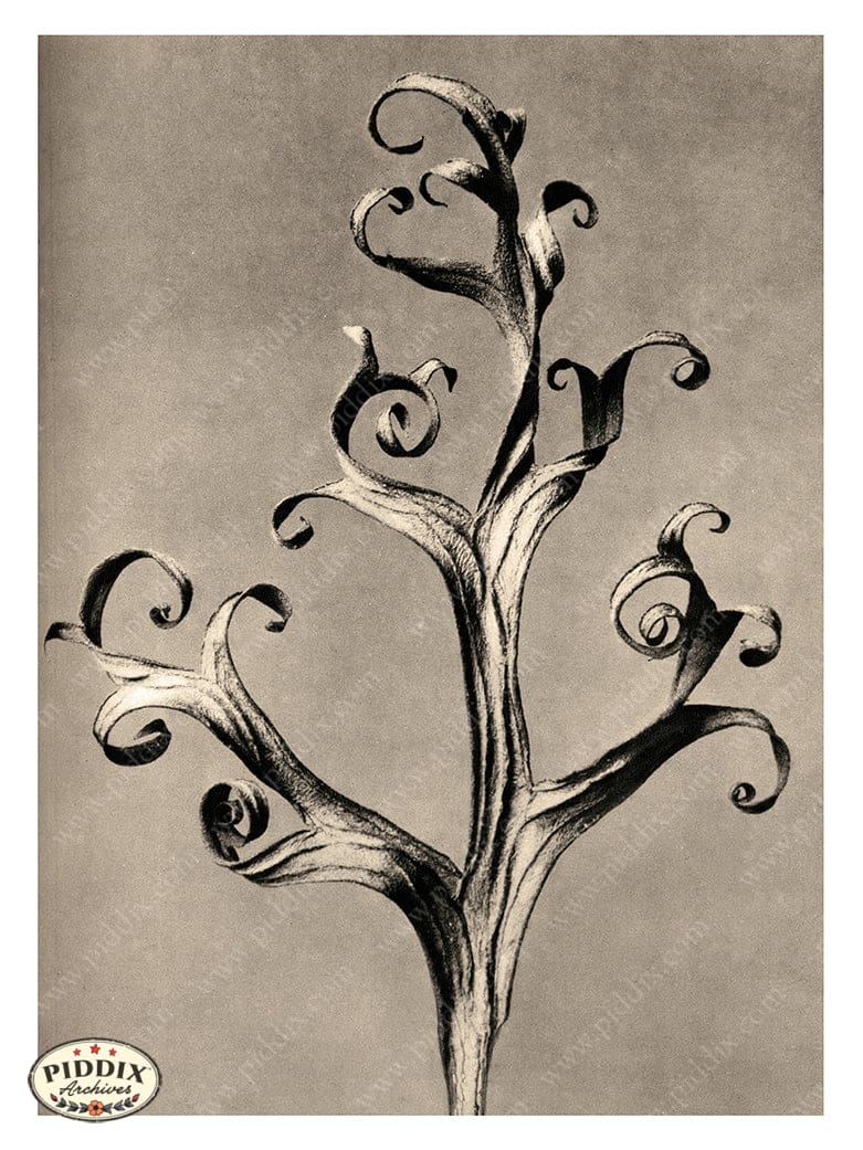 Pdxc20207 -- Macro Sepia Leaf Curly Color Illustration