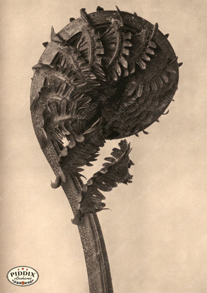 Pdxc20210 -- Macro Sepia Closed Fern Color Illustration