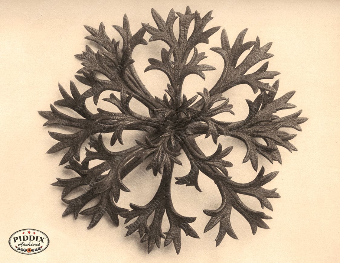 Pdxc20211 -- Macro Sepia Plant Color Illustration